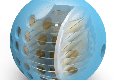 IPSBALL (38527)